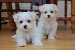 Nice Maltese Puppies Ready For Adoption.