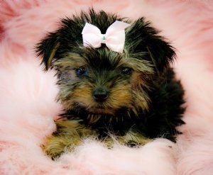 ??? TWIN AKC Teacup Yorkie Puppies For Free Adoption???
