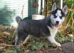 Gorgeous And Charming Siberian Husky Puppies For Sweet Homes