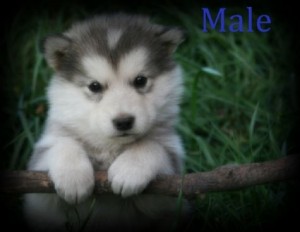 alaskan malamute puppies for a lovely home for more information contact me