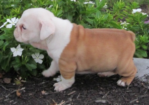 MY TWIN PURE BREED ENGLISH BULLY PAIR/UP FOR RE-HOME