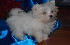 Male and Female maltese puppies [Save Ad to View Later]