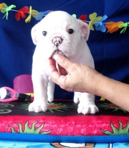 X-mass and New year AKC Englishbull dog available