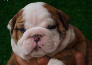 AKC English Bulldog Puppies For Free Adoption