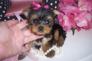 cutest pups yorkie for adoption
