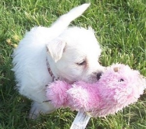 Pure White Proven Pedigree West Highland Terrier Puppies