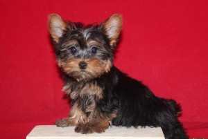 Exceptional Akc Teacup Yorkie Puppies Available To Caring Homes