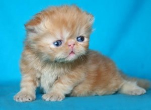New litter of CFA Registered Persian kittens