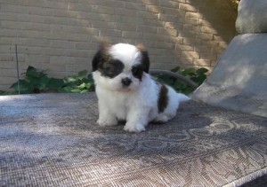 Tiny and potty trained Shih Tzu puppies