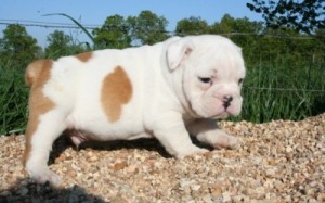 Male And Female English Bulldog Ready For A New