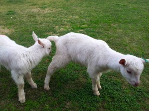 White Baby goats for Adoption