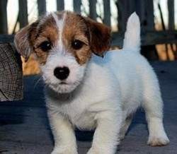 Jack Russell Terriers puppies