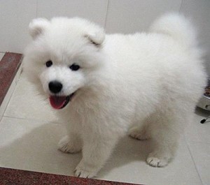 adorable male and female samoyed puppies