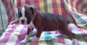 mazing Boxer puppies ready to go