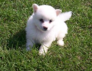 american eskimo puppies ready for a new home [Save Ad to View Later]