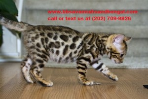 Savannahs and Bengal kittens now Available