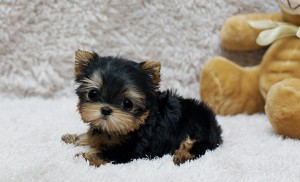 Child's play teacup yorkshire terrier