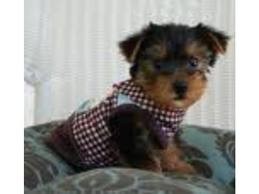 Healthy  male and females yorkie Puppies for adoption