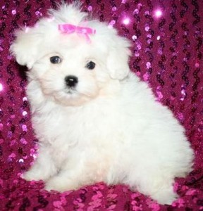 Amazing Cute Maltese Puppies For Good Homes