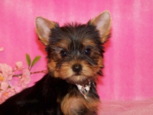 two affectionate teacup yorkie puppies for adoption