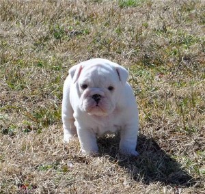 Gorgeous Male and Female English bulldog puppies ready for adoption