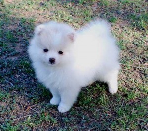 Adorable male and female Pomeranian Puppies for adoption into good homes