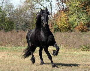 Beautiful and intelligent Frisian horses