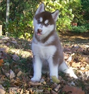 Cute Alaskan klee puppies For Sale 250