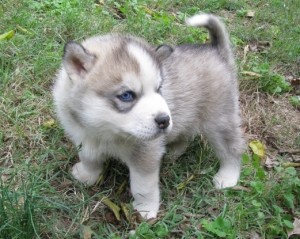 Cute Little Two Males and Two Females Siberian Husky puppies for sale.