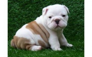 Adorable English Bulldog Puppies for Adoption???