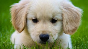 Adorable golden retriever  puppy available to a nice family for adoption.