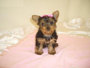 Surely Yours Yorkie Puppies