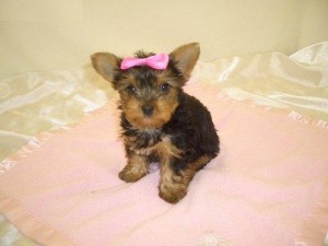 Lovely Yorkie Puppies