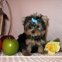 Gift Yorkshire Terrier with Guarantee