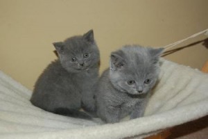 Cute male and female British shot hair Kitten for re-homing