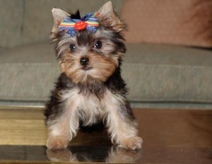 Charming Xmas Male And A Female Yorkie Puppies For Your Kids Now Ready