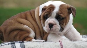 well trianed English Bulldog puppies for sale
