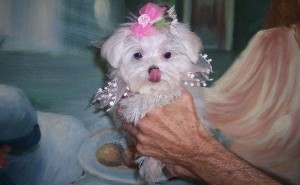 Two Cute Teacup Maltese Puppies for Adoption