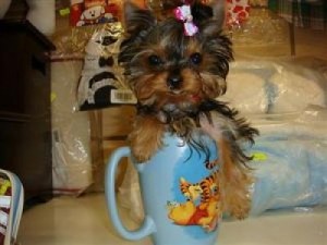Cute and Adorable Tea cup Yorkie puppies for adoption