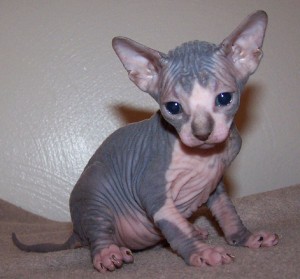 Dont Miss This  sphynx KITTENS AVAILABLE FOR GOOD FAMILY HOMES