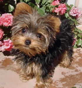 Potty Trained Teacup Yorkshire Terrier Male and Female - Akc Registered For Adoption.
