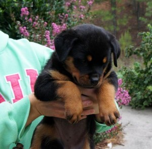rottweiler breeders nh and carming rottweiler puppies for free adoption available get back to us rottweiler breeders nh and carming rottweiler puppies for free adoption available get back to us
