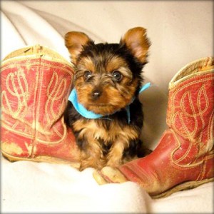Affectionate Teacup Yorkie Puppies For Free Adoption
