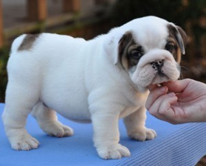 We have Lovely English Bulldog puppies Ready