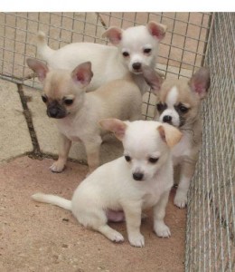 smooth coat chihuahua, excellent 5 generation pedigree