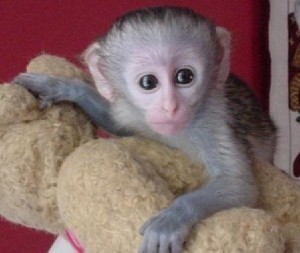 adorabel female capuchin monkey for x mas adoption and re homing
