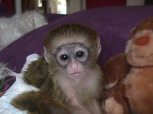 X-MASS MALE AND FEMALE ADORABLE CAPUCHIN MONKEY FOR ADOPTION