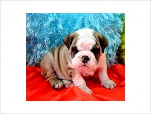 cute and affectionate english bulldog puppies for adoption