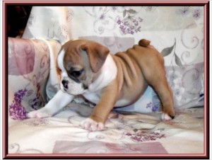 Adorable AKC English Bulldog Puppies most wanted now