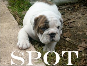 ~*~* Gorgeous AKC English Bulldog Puppies For Sale in Texas SOLID WHITE ~*~*